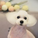 애견미용실 바비펫 이미지