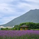 양산 황산공원 버베나, 백합·해바라기 함께 즐기는 여름 꽃 명소