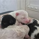 청주 강아지 분양 리몽드 퍼피 켄넬 이미지