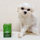 퍼피스타일 | 노령견 말티즈 메디퍼피 액티브 M 강아지 관절 근육 영양제 급여 후기