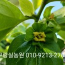 매실농원 이미지