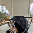 쁘띠댕댕 이미지