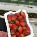 봉평메밀농원 | 평창 휘닉스파크 근처 아이와 가볼만한 곳 : 봉평메밀딸기 체험 후기