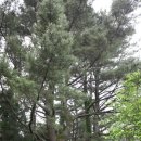 로그(LOG)펜션