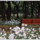 지천솔밭 이미지