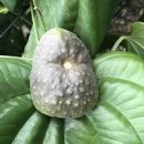 하늘마 효능 먹는법 열매마 먹는방법 부작용 이미지