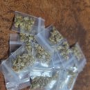톰토 Daum카페