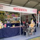 백연골발효차