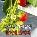 덕지천로 | [충남 서산] '딸기에 반하다' 딸기 체험장 방문하면 꼭 해야하는것! 솔직후기! (키즈카페 같은 딸기농장)