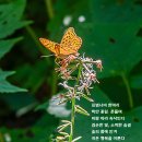 단풍취 이미지