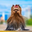 빗질해줄개 이미지