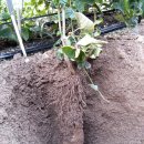 와룡농장 이미지