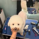 개르띠에 이미지