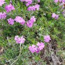 고비올 농장 이미지