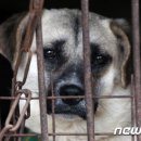 "가축에서 개 제외하자"..국민청원 10만명 넘어 이미지