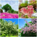 포커스게임장 | 걷기 일상 &amp; 산책 - 보라매공원과 난지천공원 겹벚꽃과 봄꽃 소식