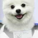 펫앤바이오 이미지