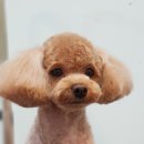 워너독 이미지