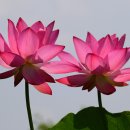 아라연