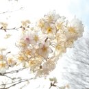 꿈꾸는 가 이미지