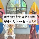 숙이 | 태안 애견동반 카페 바보카페, 빵숙이랑 다녀온 후기 (주차장있음) 🐶☕️