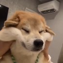 나의라임오렌지나무