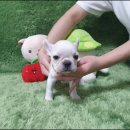 광주강아지분양 고양이분양 펫왕국 이미지