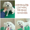 강변애견미용호텔 이미지