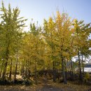 은행나무숲 주차장 부근 이미지