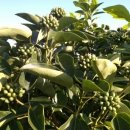 황칠농장 이미지