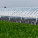 용안 농장 이미지