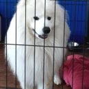 엘제이펫 이미지