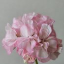 스위트빈 이미지