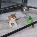 수원시바견 이미지