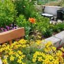 화초 진딧물 제거 살충제 코니도 약잉글리쉬·프렌치라벤더 키우기 팁과 난이도 꽃말친후 화분 분리 이미지