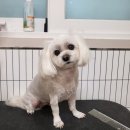 까끌레멍 이미지