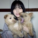 본아베띠