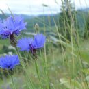 행복flower 이미지