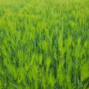 성덕면사무소 이미지