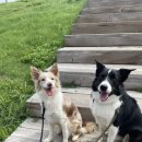 펫츠가든 이미지