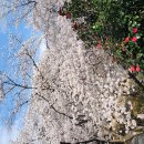 강굴(벚굴)쌍계사 십리벚꽃길 이미지
