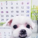 애견동화 이미지