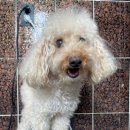 댕겨올개 이미지