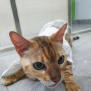 태평4동 이미지