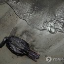 화산환경 이미지