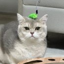 여울그루밍 | 수원고양이분양후기