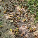 연석농장 이미지