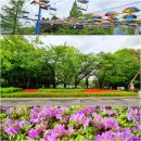 목단(모란)꽃을 보려 과천대공원 장미원에 갔습니다(4/29). 이미지