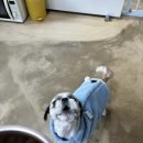 포멀독 반려견센터 이미지