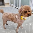 코코펫 살롱 호텔 이미지